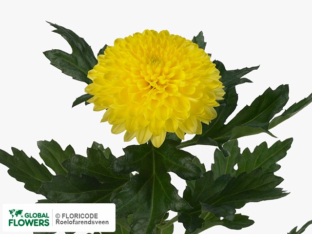 Photo Chrysanthemum (Indicum Grp) geplozen 'Deliwind Yellow'.