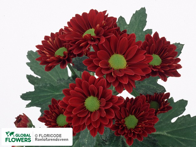 Photo Chrysanthemum (Indicum Grp) tros santini Dracula.