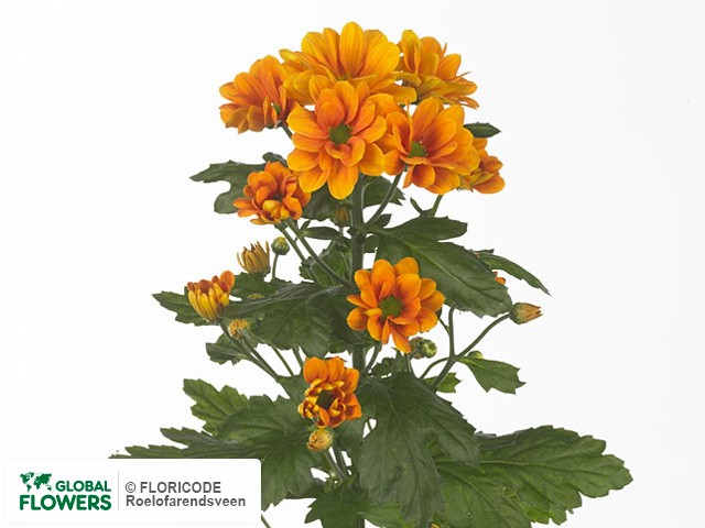 Photo Chrysanthemum (Indicum Grp) tros 'Managua Golden'.
