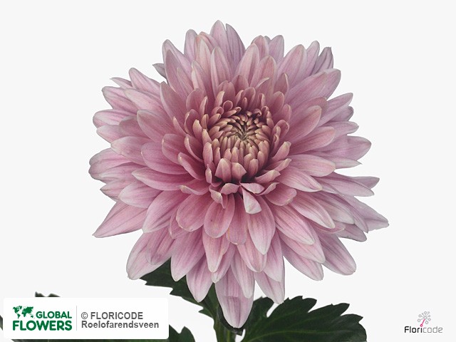 Фото вида Хризантема одноголовая "Oefa Pink".