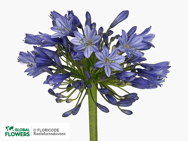 Agapanthus — photo of varieties and species | Global Flowers