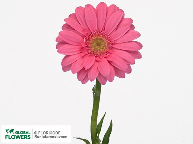 Photo Gerbera Gerfolia Fancy.