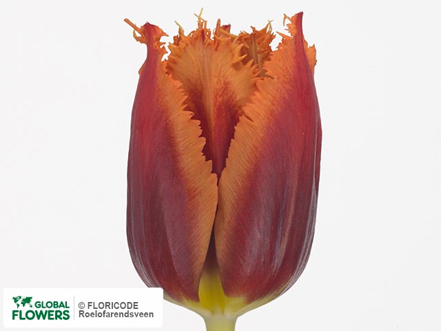 Photo Tulipa (Fringed Grp) 'Gusto'.