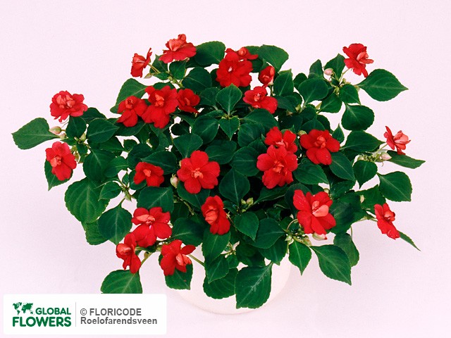 Фото вида Недотрога Уоллера "Fiesta Salsa Red".