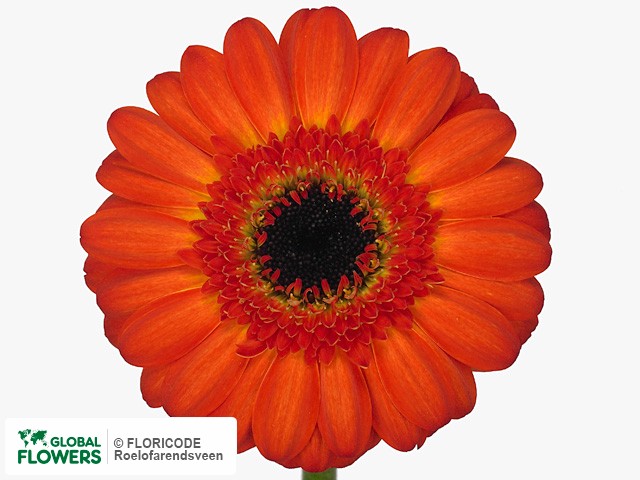 Photo Gerbera mini 'Glow'.