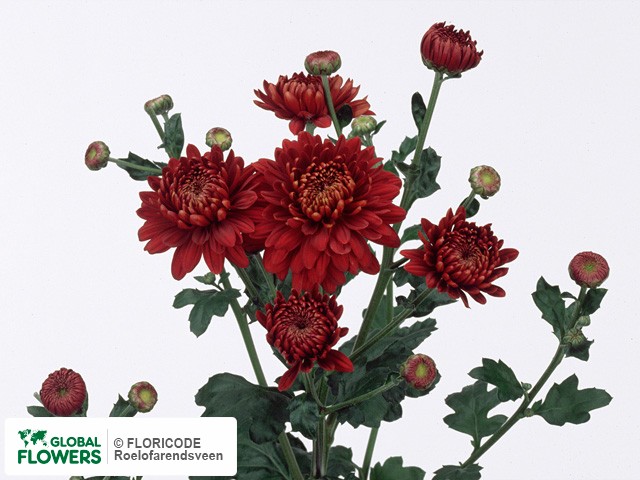 Photo Chrysanthemum (Indicum Grp) tros 'Payton Blaze'.