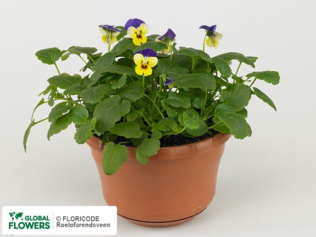 фото Viola (Cornuta Grp) 'Ai Citrine'