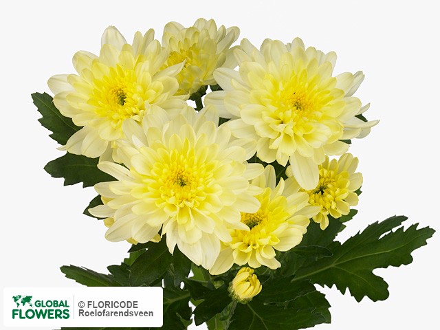 Photo Chrysanthemum (Indicum Grp) tros 'Zembla Cream'.