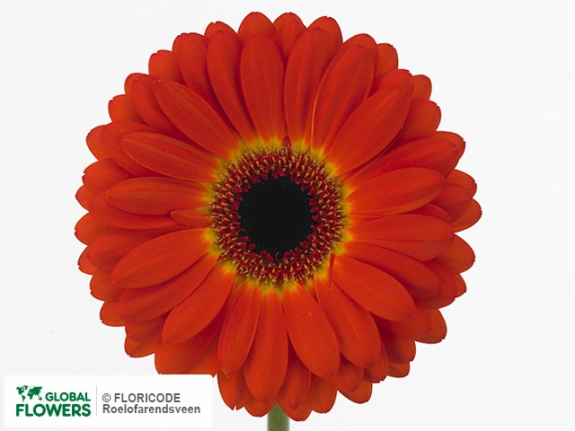 Photo Gerbera grootbloemig 'Imax'.