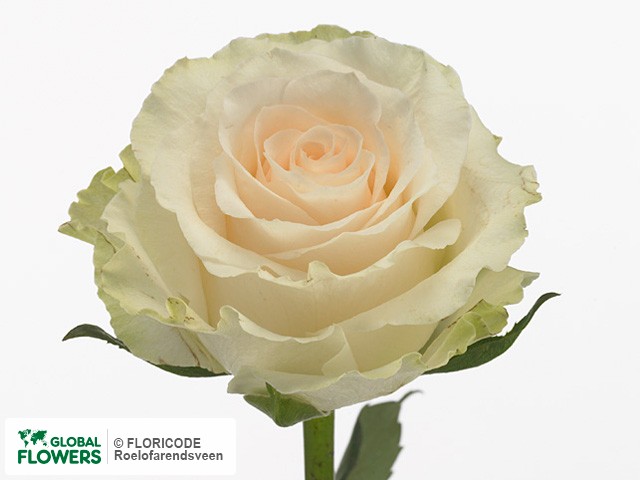 Photo Rosa grootbloemig White Rosalie.