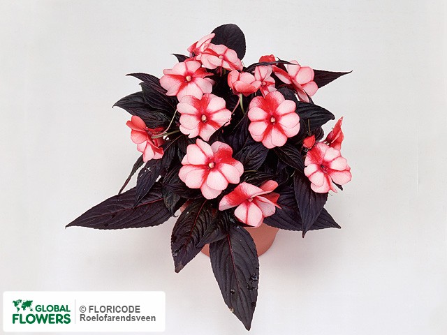 Фото вида Недотрога Новая Гвинея "Celebrette Strawberry Star".