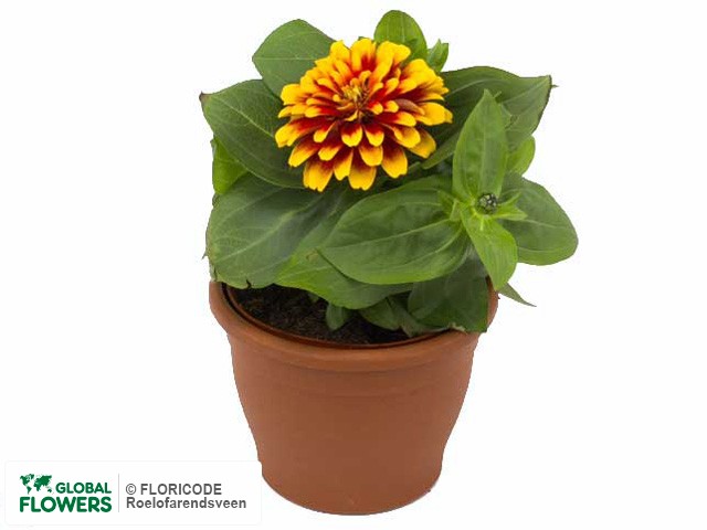 Фото вида Цинния изящная "Swizzle Scarlet & Yellow".
