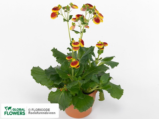 Photo Calceolaria Calynopsis Yellow With Red.