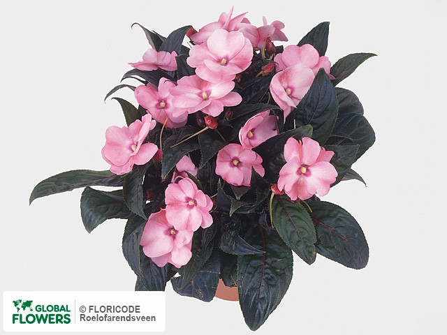Фото вида Недотрога Новая Гвинея "Colorpower Appleblossom".