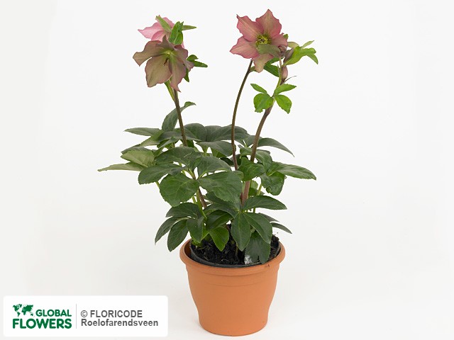 Photo Helleborus Rosemary Helleborus Rosemary