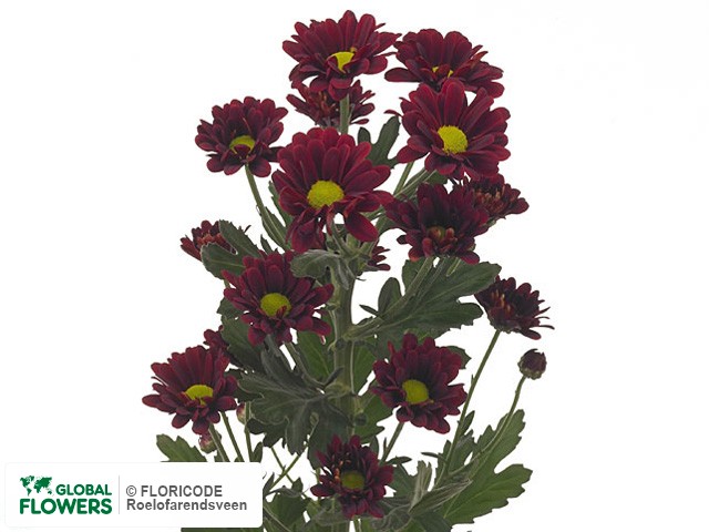 Photo Chrysanthemum (Indicum Grp) tros 'Marabou'.