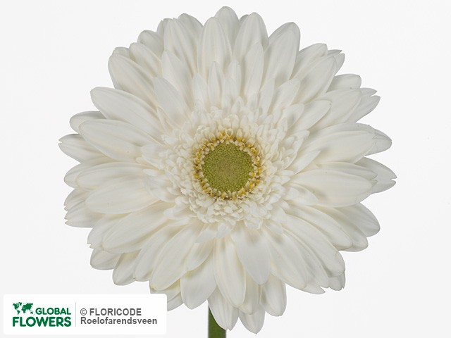 Photo Gerbera grootbloemig Victoria.