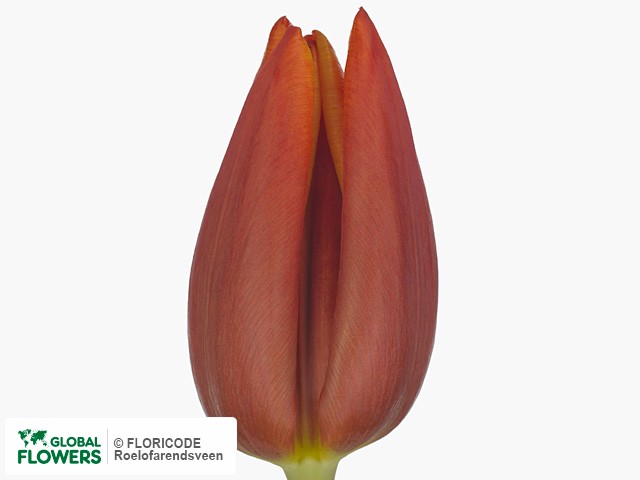 Photo Tulipa (Triumph Grp) 'Tosca'.