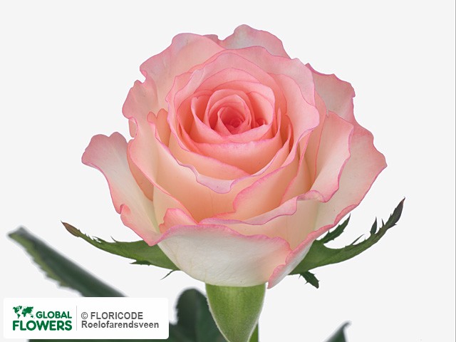 Фото вида Роза мелкоцветная "Rosemantic".