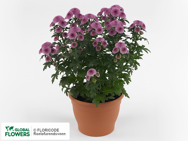 Фото вида Хризантема индийская "Bellisima Dark Pink".