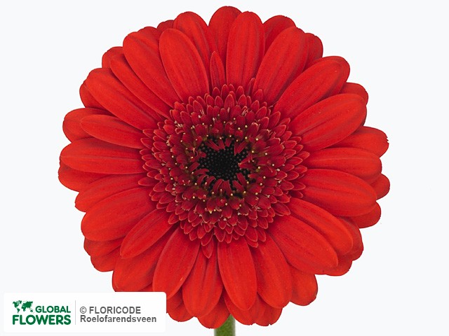 Photo Gerbera mini 'Binq'.