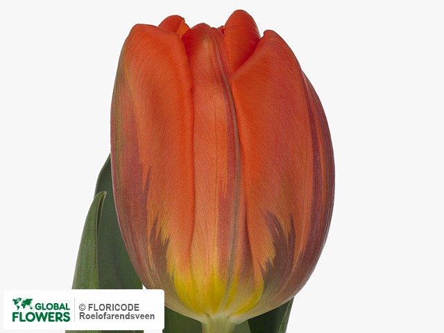 Photo Tulipa (Triumph Grp) 'Hermitage'.