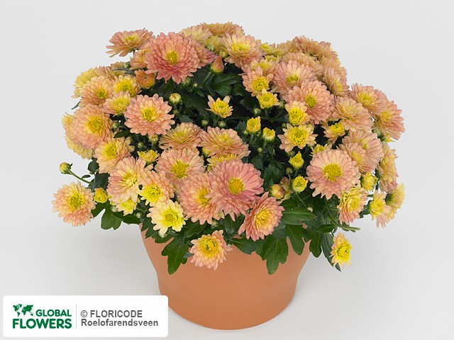 Photo Chrysanthemum (Indicum Grp) 'Braque Salmon'.