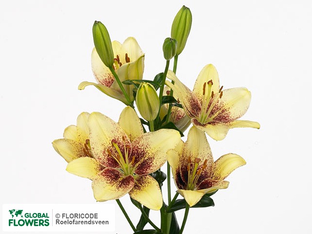 Photo Lilium (Asiatic Grp) Tango Lily Coastline.