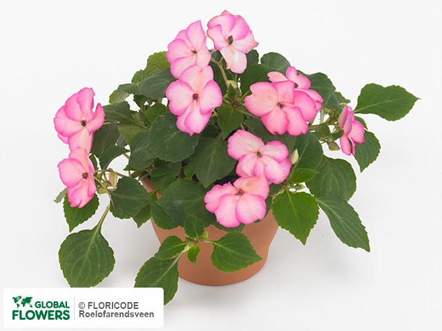 Фото вида Недотрога Уоллера "Expo Pink Picotee".