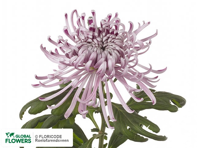 Photo Chrysanthemum (Indicum Grp) geplozen 'Saratov'.