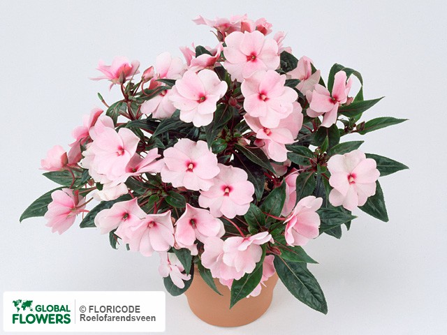 Фото вида Недотрога Новая Гвинея "Tamarinda True Pink".