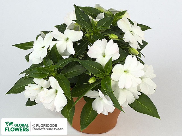Фото вида Недотрога Новая Гвинея "Kokomo L White".