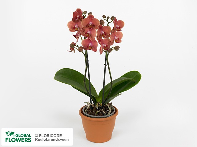 Фаленопсис "Multifloratypes Floriclone Ceran"