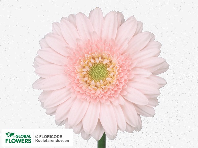 Photo Gerbera mini Brava.