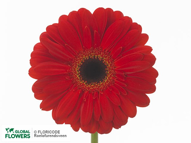 Photo Gerbera grootbloemig 'Ecco'.