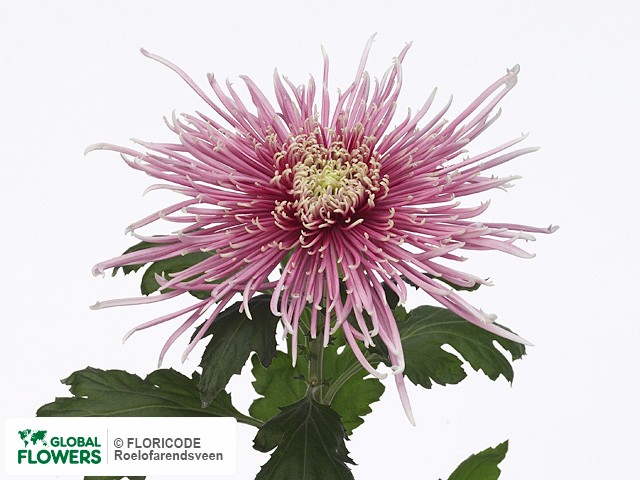 Photo Chrysanthemum (Indicum Grp) geplozen Porto.