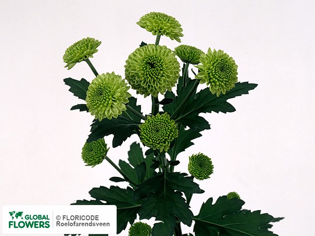 Photo Chrysanthemum (Indicum Grp) tros Greenbird.