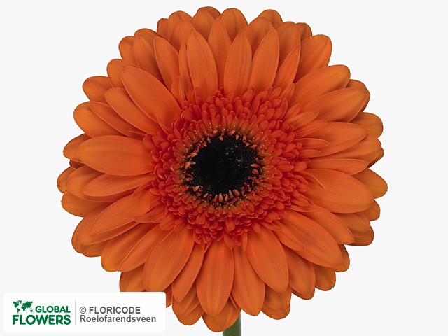 Photo Gerbera grootbloemig 'Universal'.