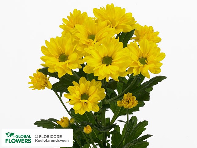Photo Chrysanthemum (Indicum Grp) tros 'Orlina'.