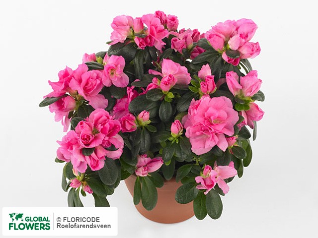 Photo Rhododendron (Simsii Grp) 'Spreeperle'.
