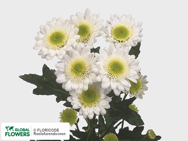 Photo Chrysanthemum (Indicum Grp) tros 'Napoli'.