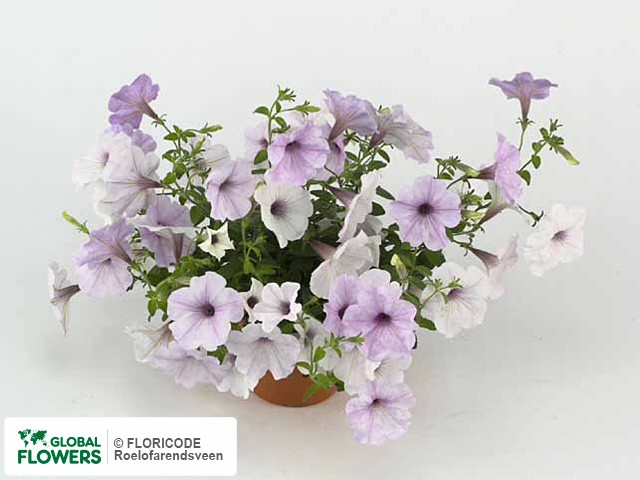 Photo Petunia Sanguna White Blue Vein | Global Flowers