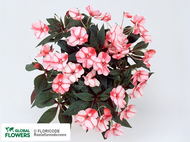 Фото вида Недотрога Новая Гвинея "Tamarinda Candy Cane".
