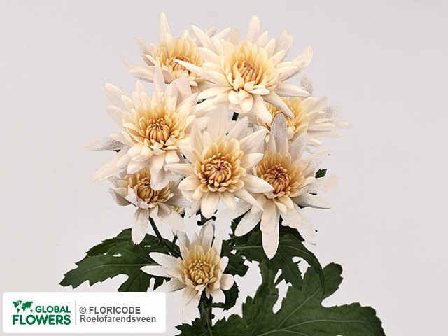 Photo Chrysanthemum (Indicum Grp) tros 'Mohikaan'.