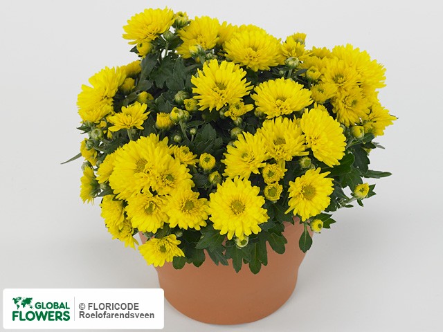 Photo Chrysanthemum (Indicum Grp) 'Braque Sunny'.