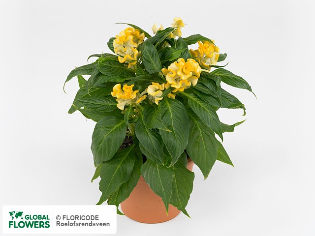 Фото вида Целозия серебристая "Hot Topic Yellow".