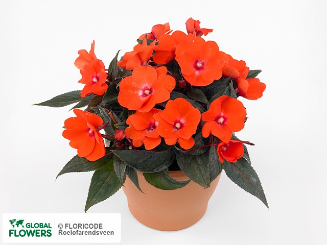 Фото вида Недотрога Новая Гвинея "Toscana Compact DL Orange".