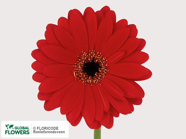 Photo Gerbera mini Gambler.