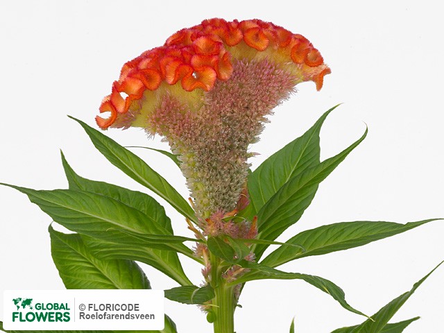 Фото вида Целозия серебристая гребенчатая "Extreme Orange".