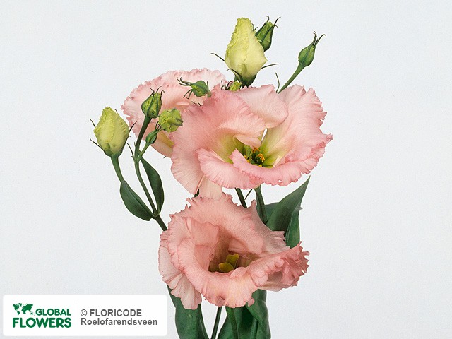 Photo Eustoma russellianum enkelbloemig 'Ruffle Rose Pink'.